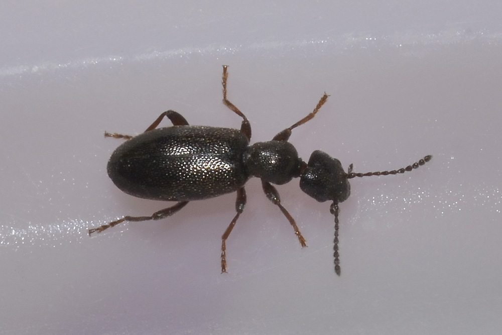 Anthicus niger (Anthicidae)